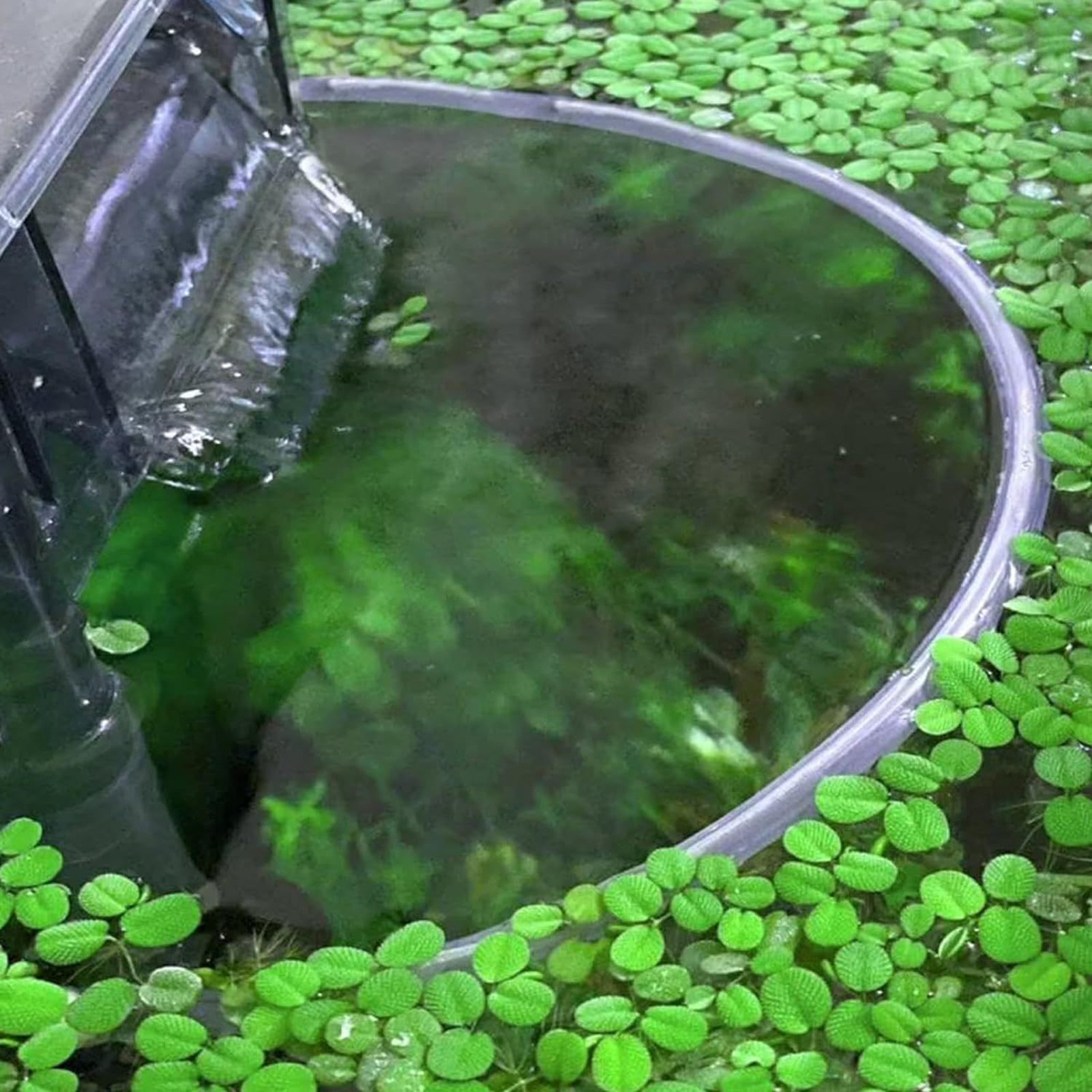 Floating Plant Fence for Fish  - Home Improvement Fence recensione e prezzo